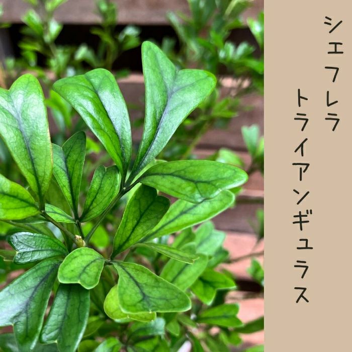 観葉植物現品販売