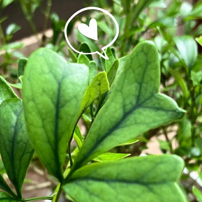 観葉植物現品販売