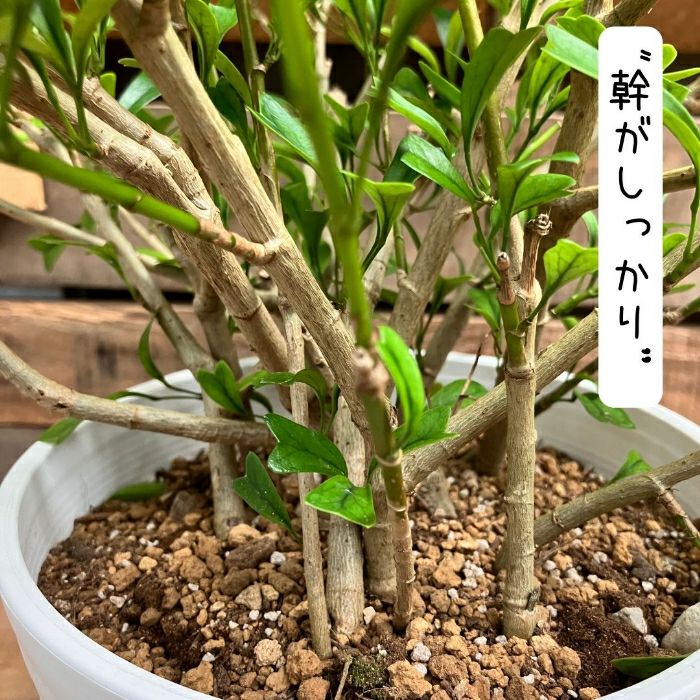 観葉植物現品販売