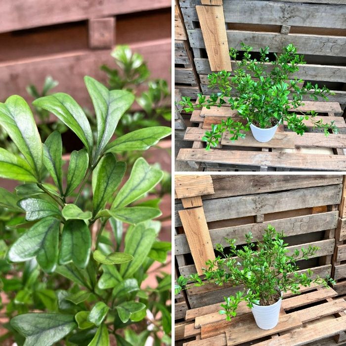 観葉植物現品販売