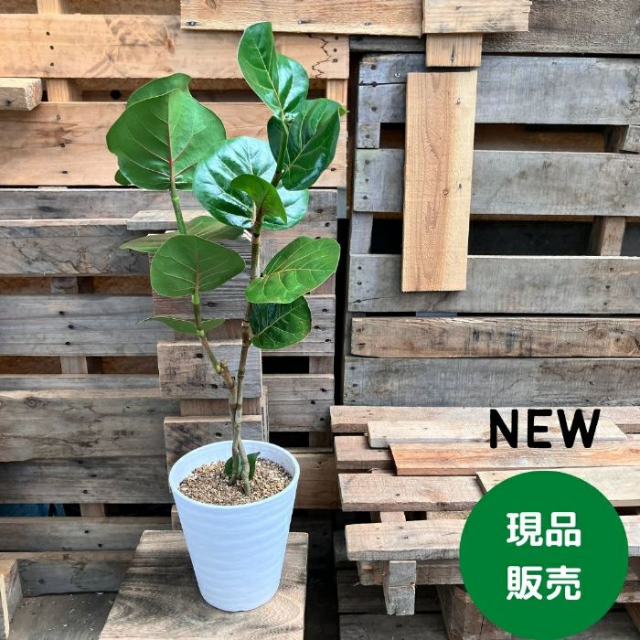 観葉植物現品販売