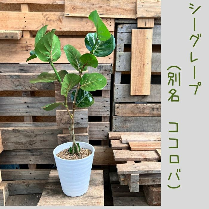観葉植物現品販売