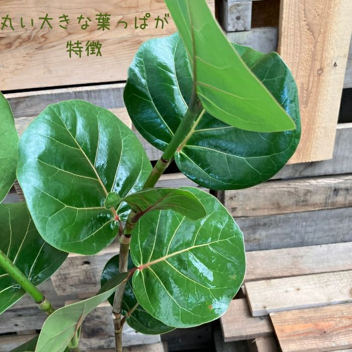 観葉植物現品販売