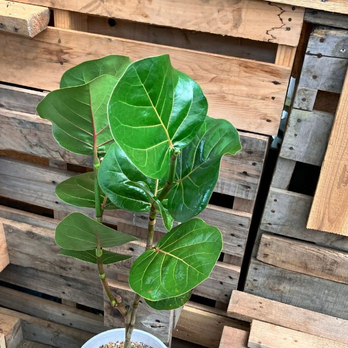 観葉植物現品販売