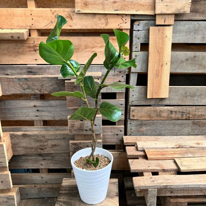 観葉植物現品販売