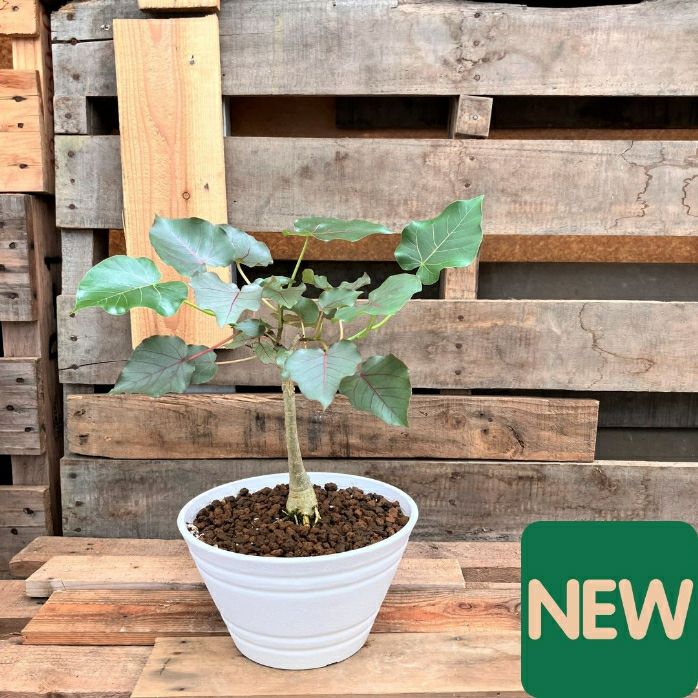 観葉植物現品販売