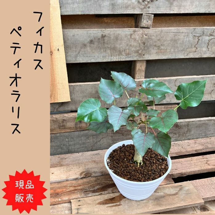 観葉植物現品販売