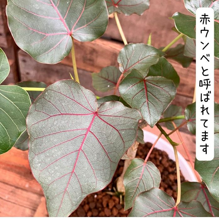 観葉植物現品販売