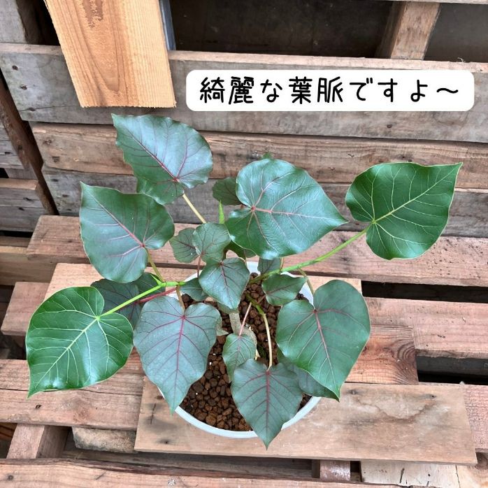 観葉植物現品販売