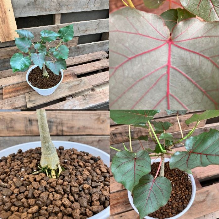 観葉植物現品販売