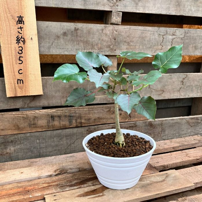 観葉植物現品販売