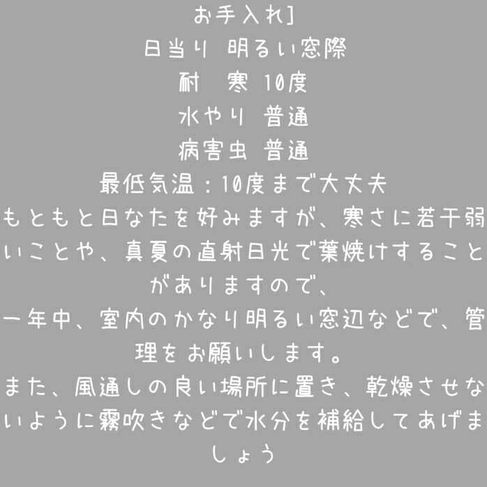 観葉植物現品販売