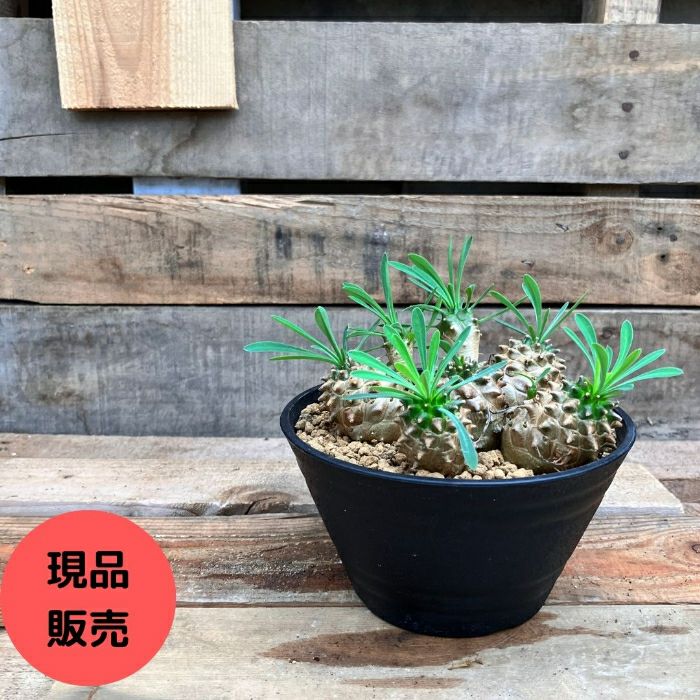 観葉植物現品販売