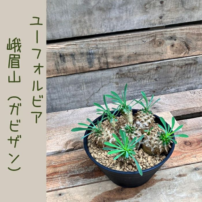 観葉植物現品販売