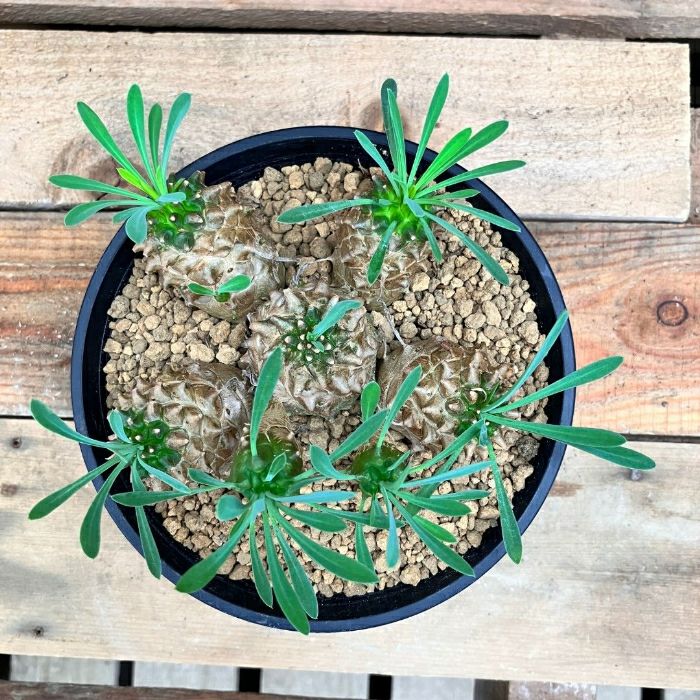 観葉植物現品販売