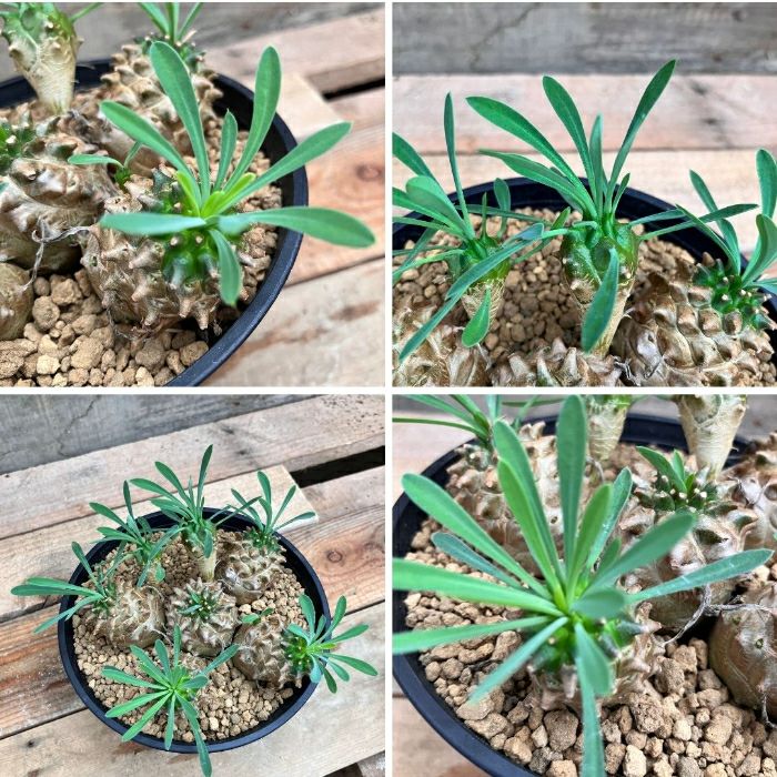 観葉植物現品販売