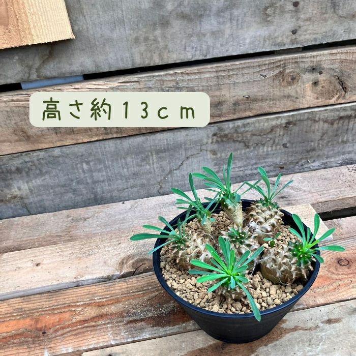 観葉植物現品販売