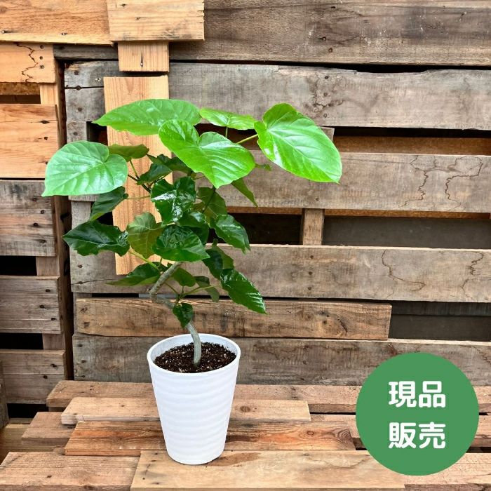 観葉植物現品販売
