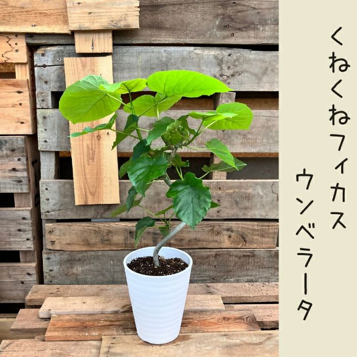 観葉植物現品販売