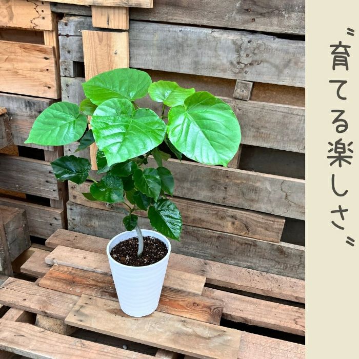 観葉植物現品販売