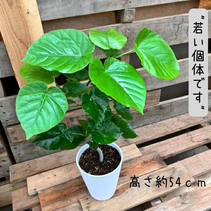 観葉植物現品販売