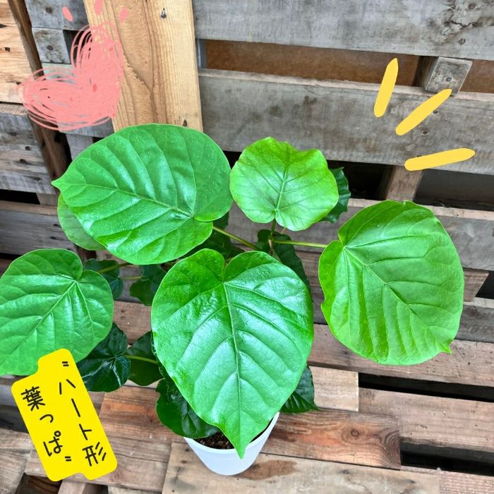 観葉植物現品販売