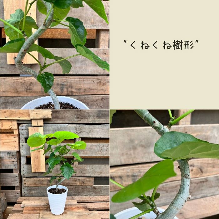 観葉植物現品販売
