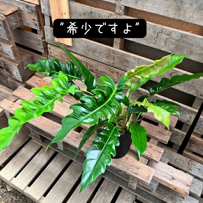 観葉植物現品販売