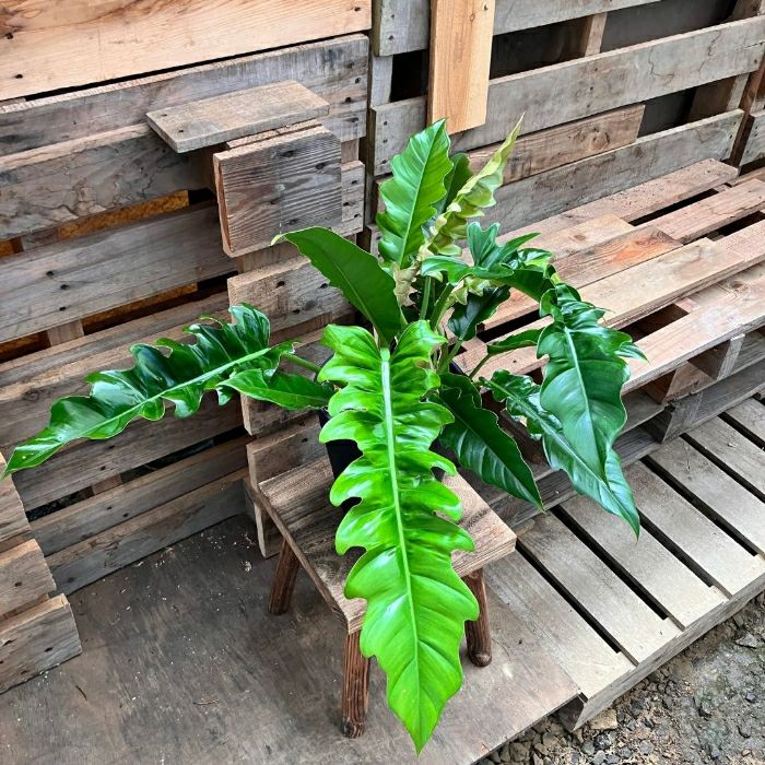 観葉植物現品販売