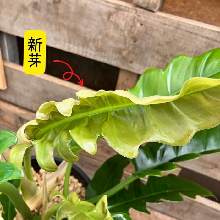 観葉植物現品販売