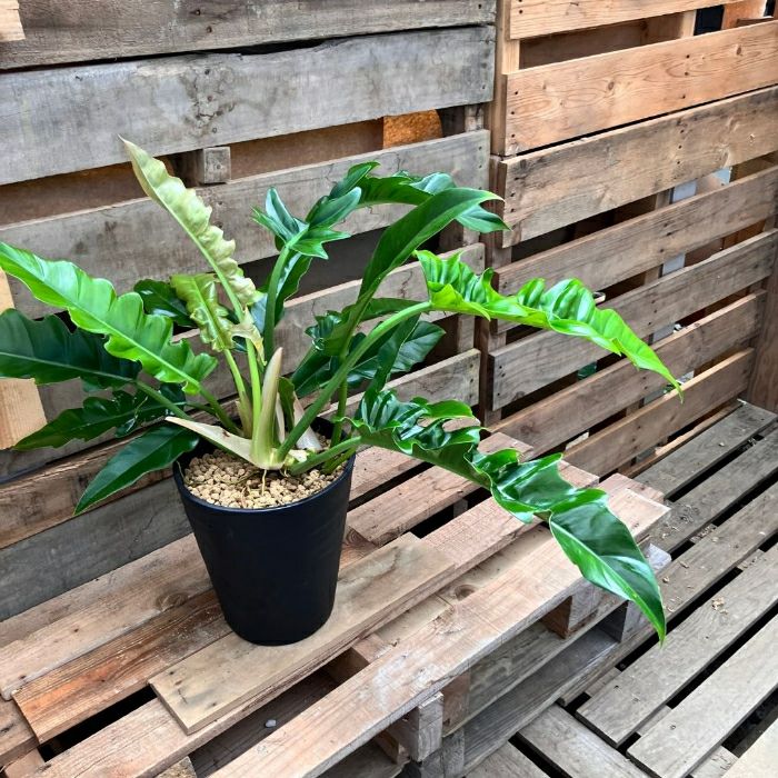 観葉植物現品販売