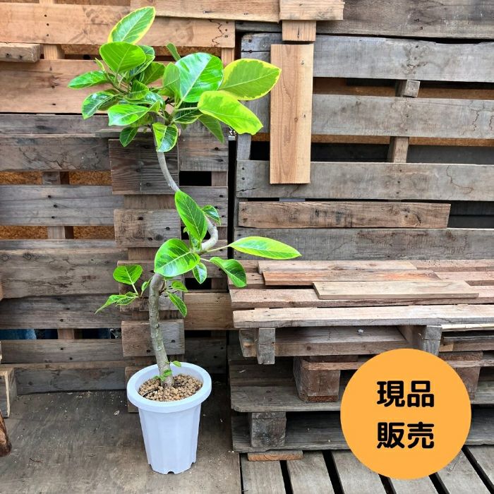 観葉植物現品販売
