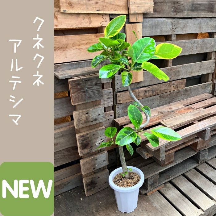 観葉植物現品販売