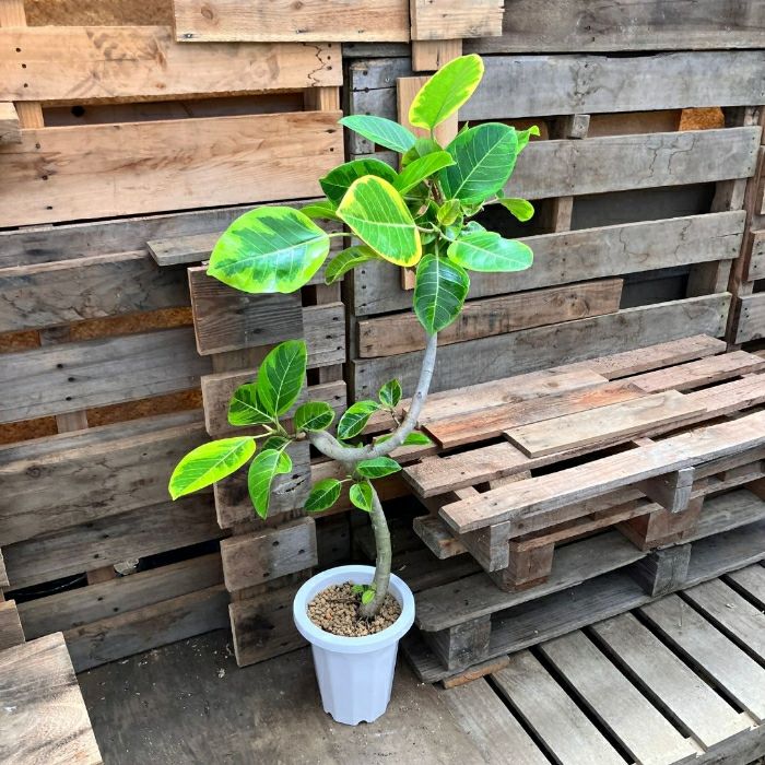 観葉植物現品販売