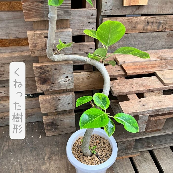 観葉植物現品販売