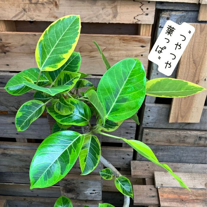 観葉植物現品販売