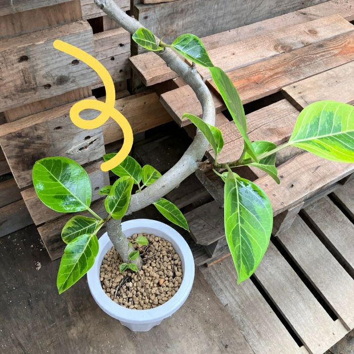 観葉植物現品販売