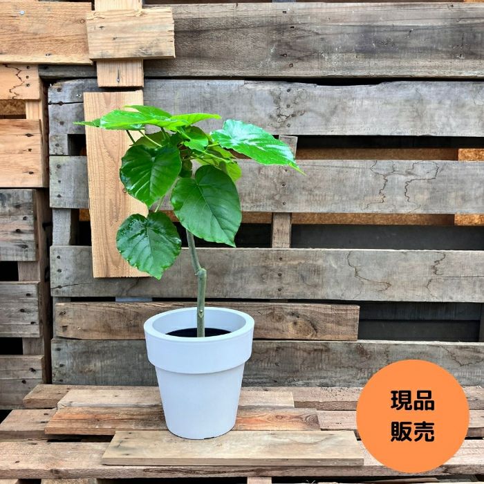 観葉植物現品販売