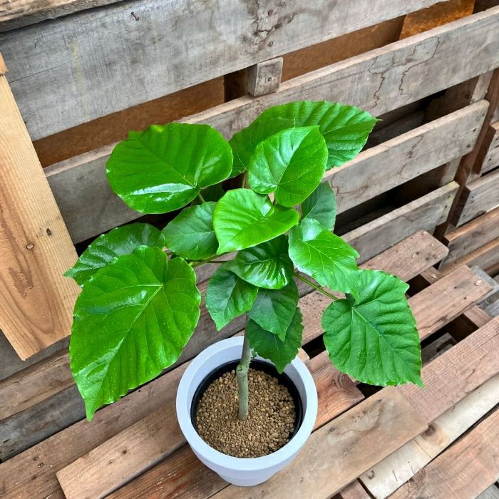 観葉植物現品販売