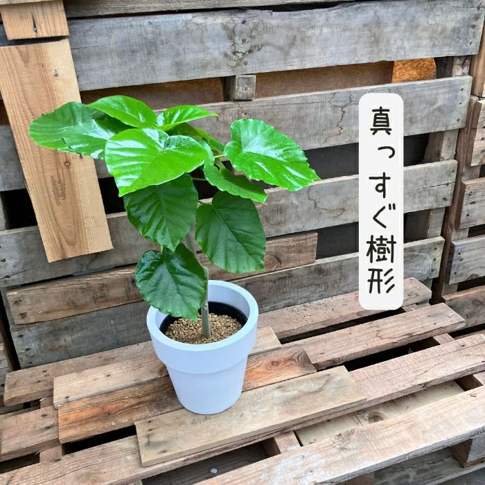 観葉植物現品販売