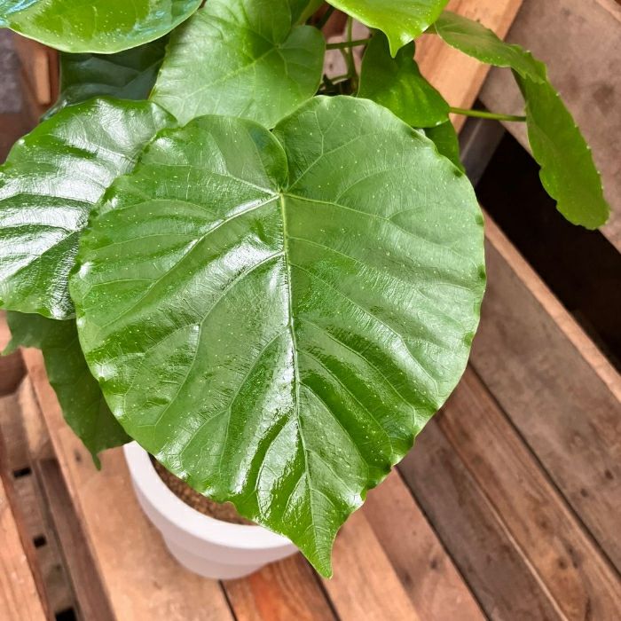 観葉植物現品販売