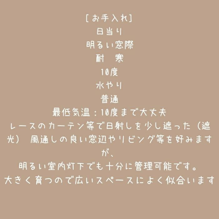 観葉植物現品販売