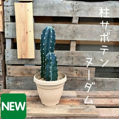 柱サボテン トゲなし 鬼面角 ヌーダム セメントシリンダーポット 観葉植物