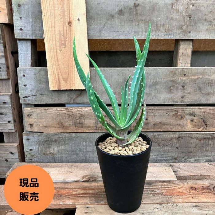 観葉植物現品販売