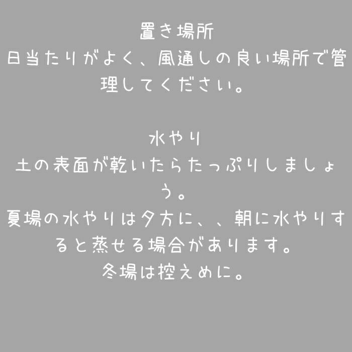 観葉植物現品販売