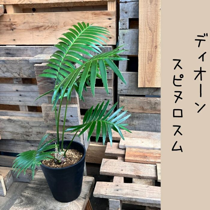 観葉植物現品販売