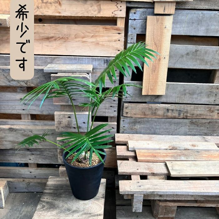 観葉植物現品販売