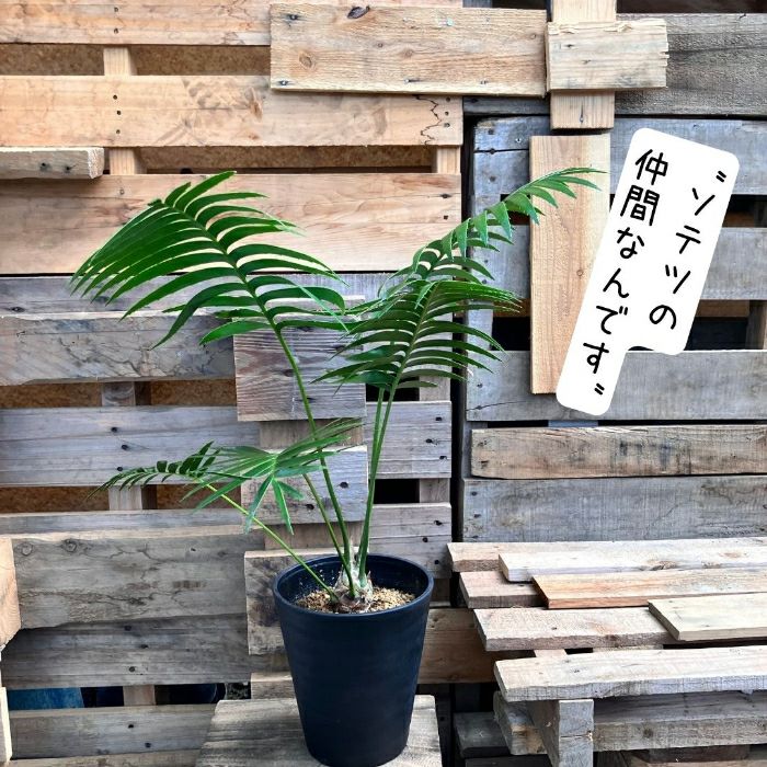 観葉植物現品販売