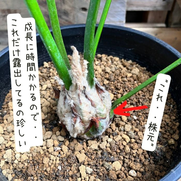 観葉植物現品販売