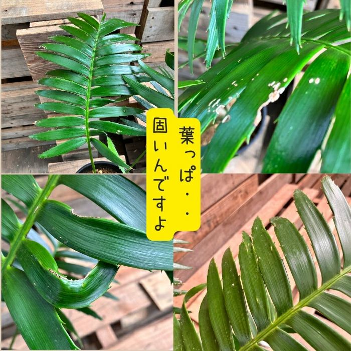 観葉植物現品販売